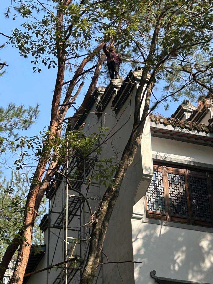 排除隱患，國資公司砍樹解民憂